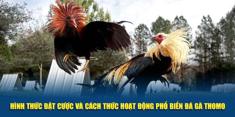 Hình thức đặt cược và cách thức hoạt động phổ biến đá gà Thomo