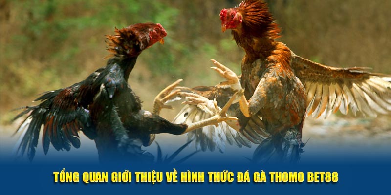 Tổng quan giới thiệu về hình thức đá gà Thomo BET88